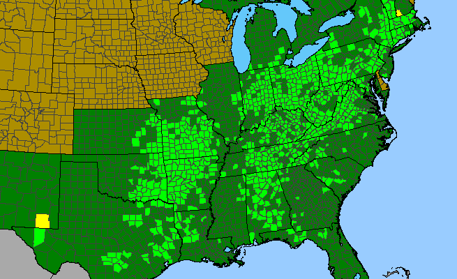 The range of Packera obovata